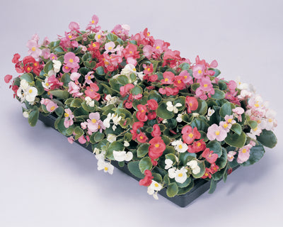 Begonia Prelude Mix - 4 Pack Annual