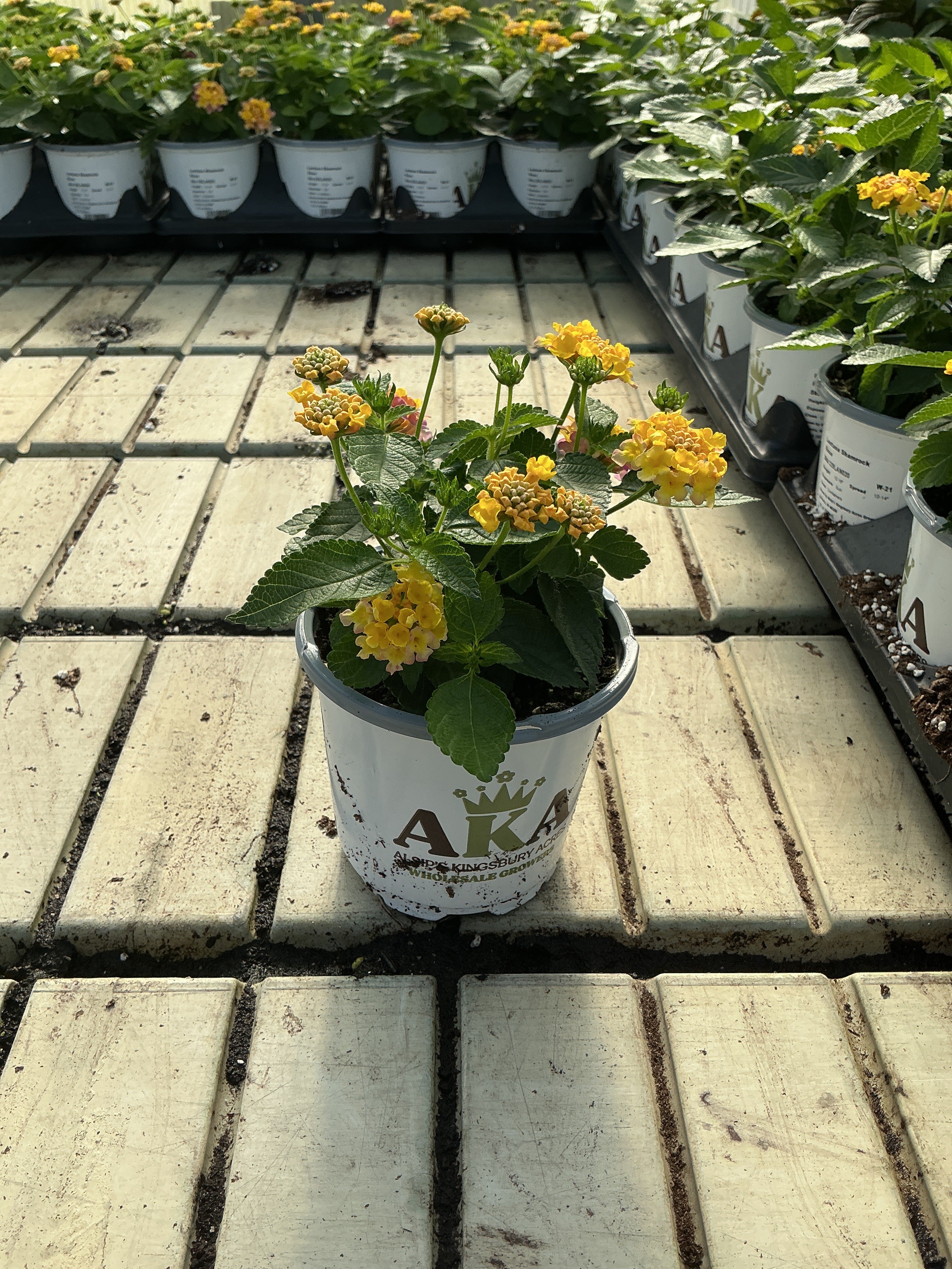 Lantana Shamrock Rose - 4.33" Premium Annual