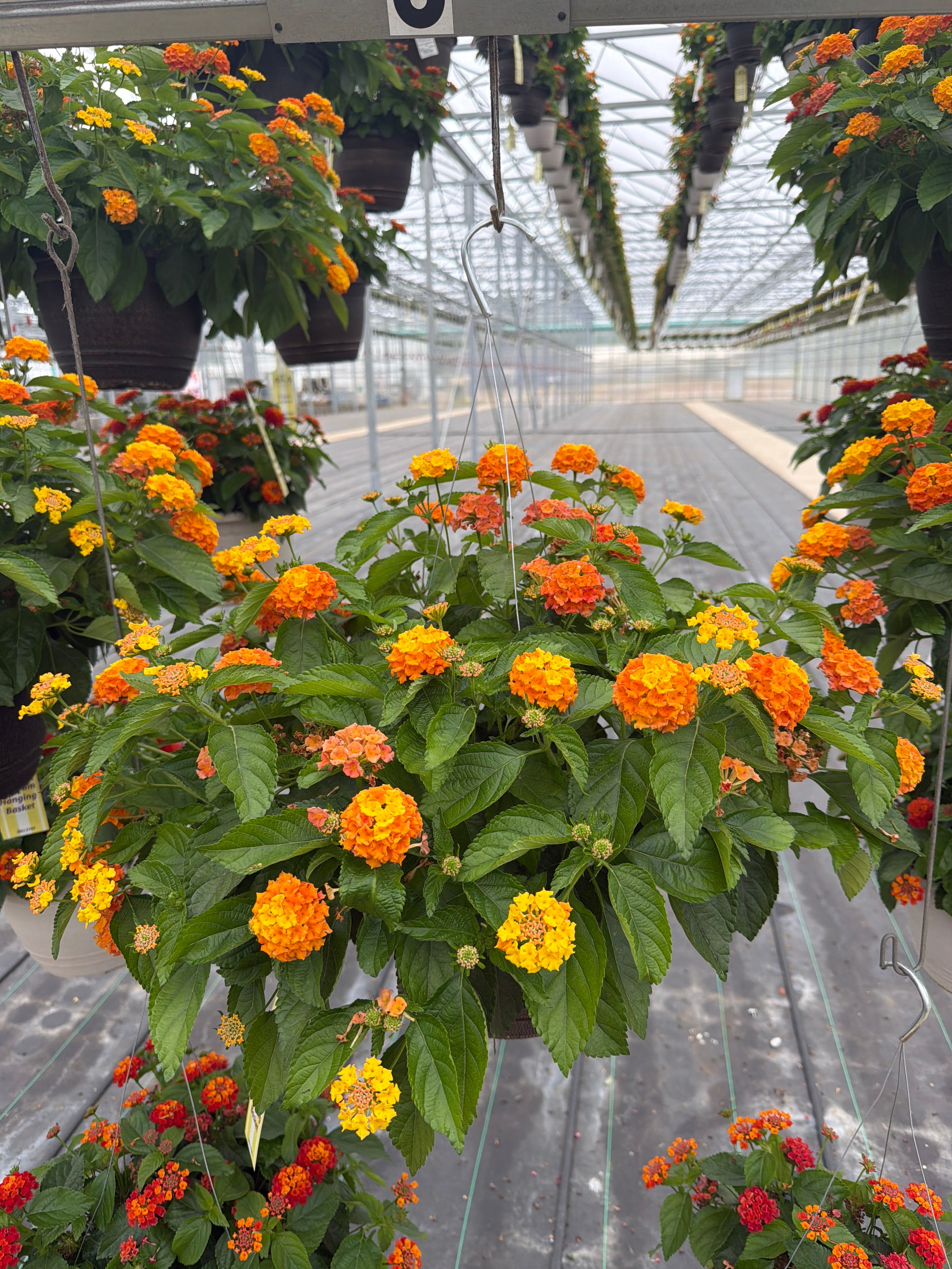 Lantana Bandolista Mango - 11" Hanging Basket