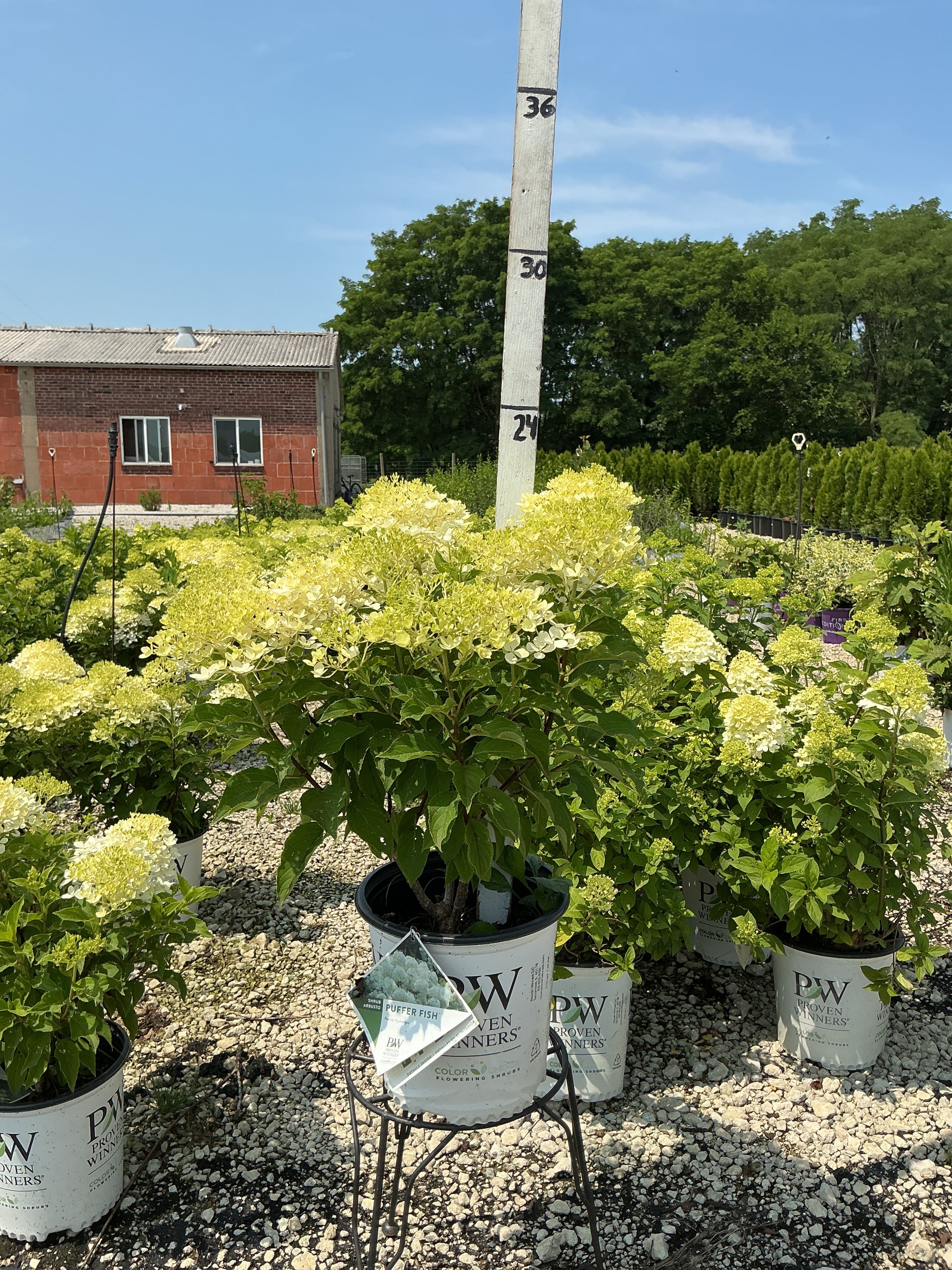 Hydrangea Puffer Fish