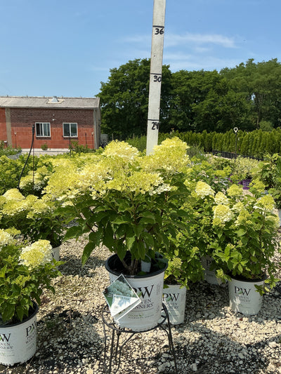 Hydrangea Puffer Fish