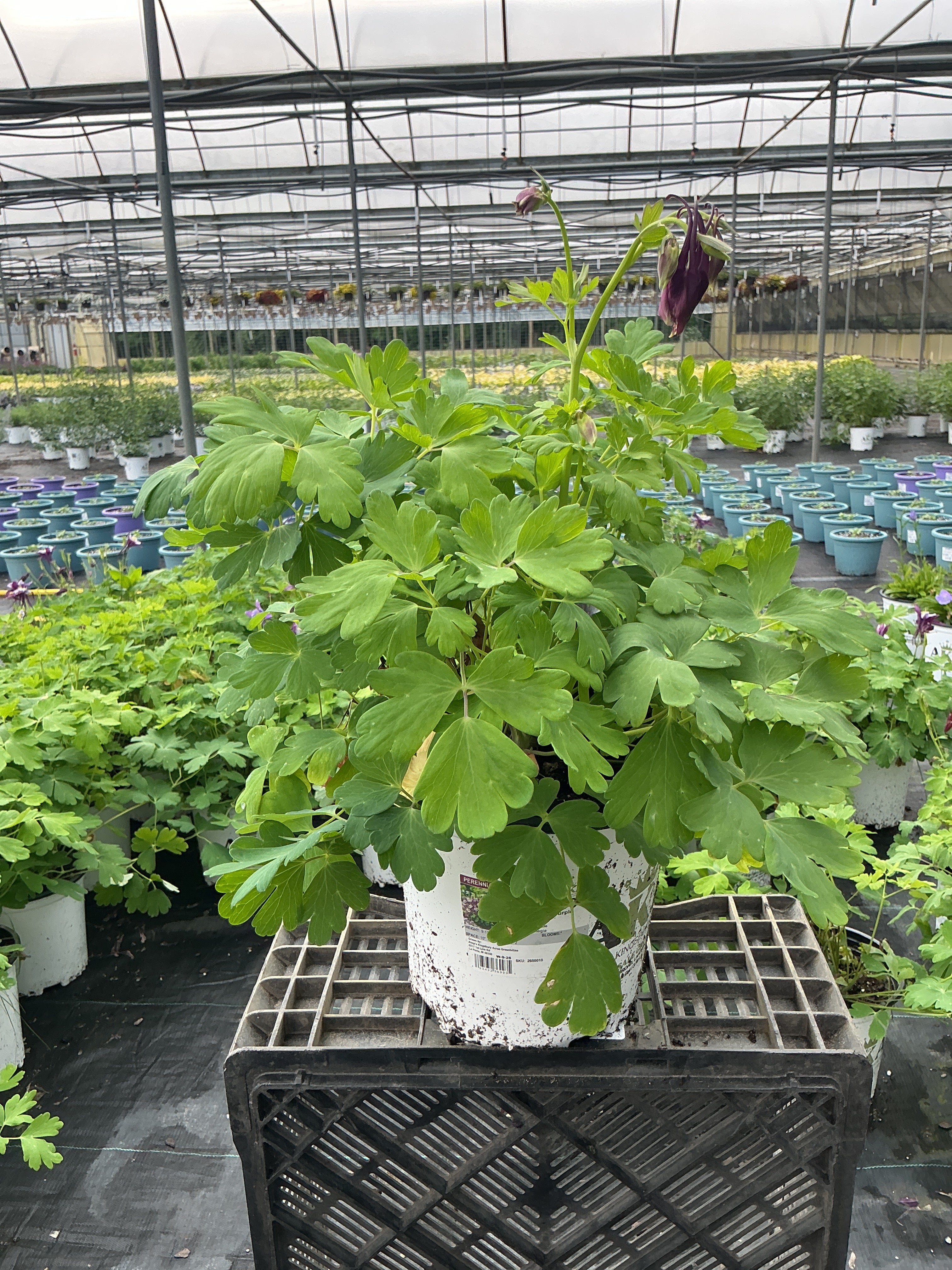 Aquilegia Columbine Earlybird Purple yellow