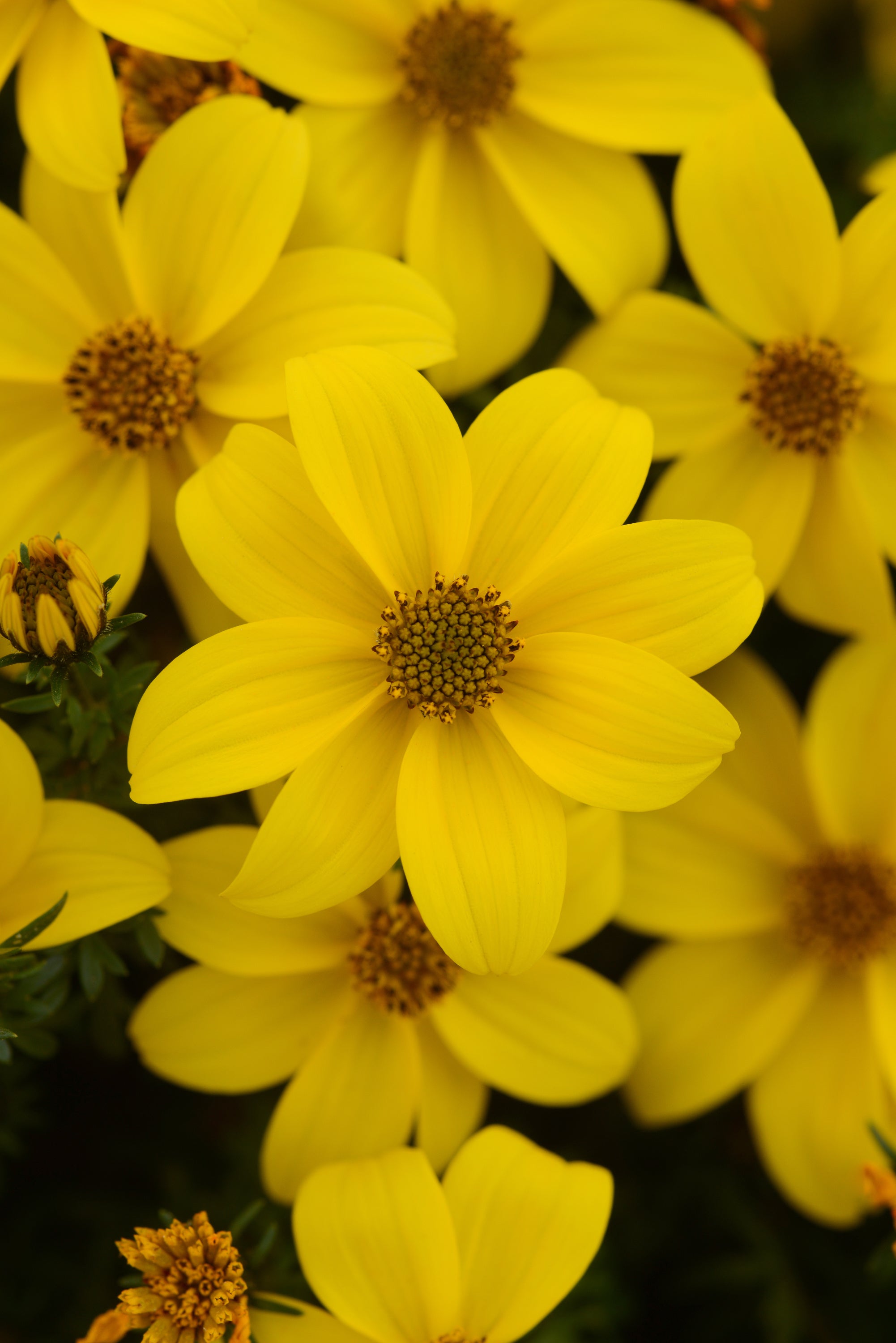Bidens Sun Drop Compact - 4.33" Premium Annual