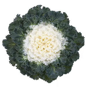 Bright and Early White Ornamental Kale - 8" Fall Annuals