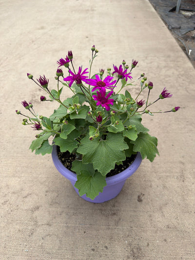 Pericallis Senetti Magenta - 8" Planter