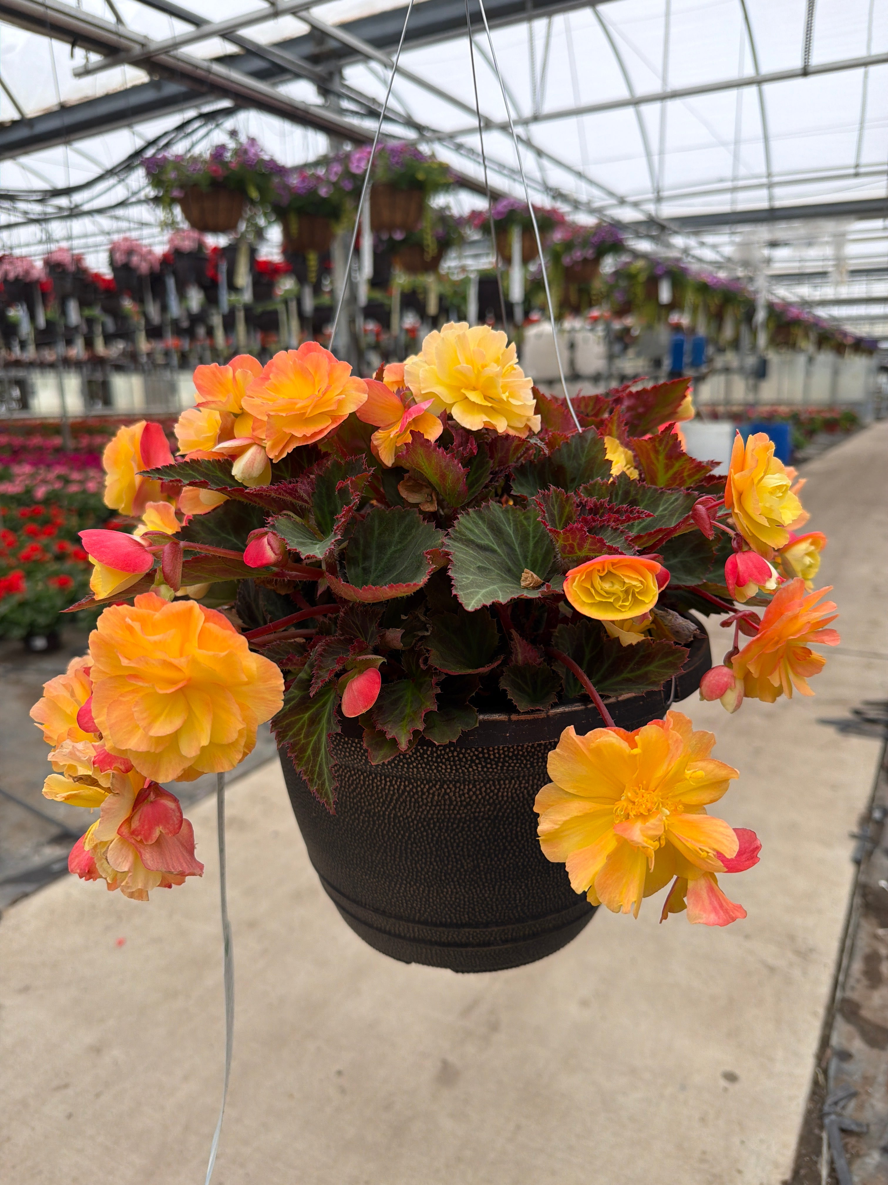 Begonia iCandy Lemon Yellow - 11" Hanging Basket