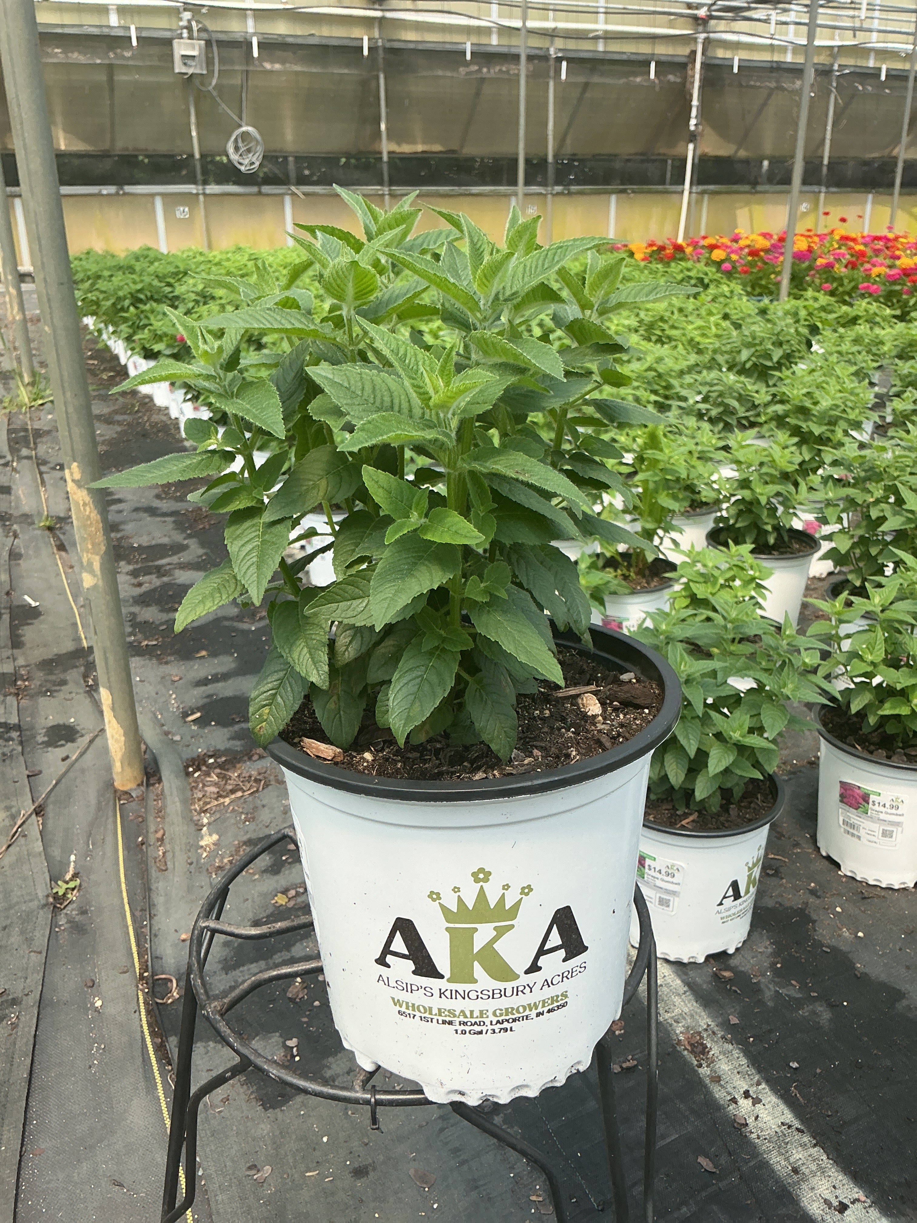 Monarda Bee Balm Grape Gumball