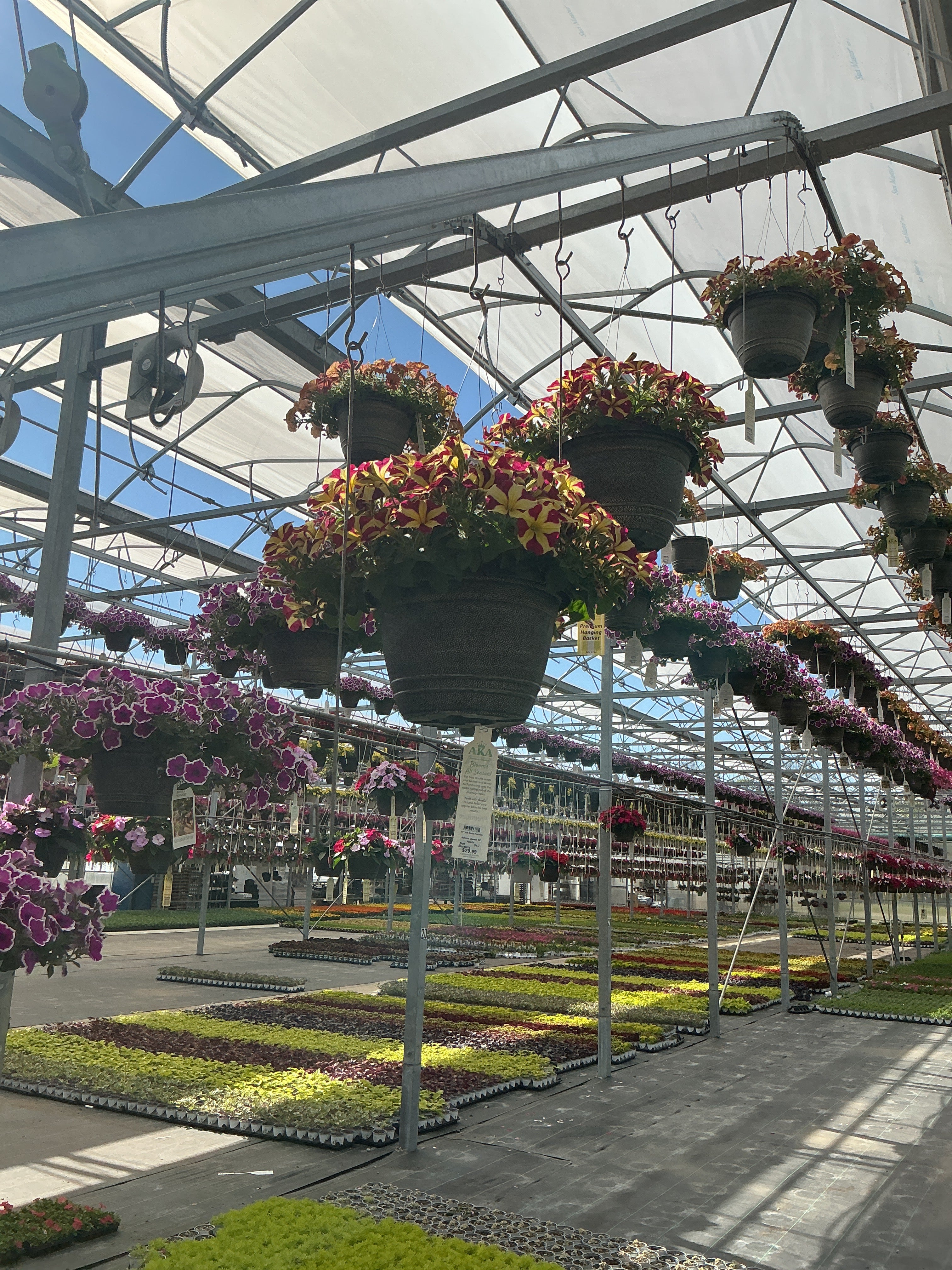 Petunia Amore Queen Of Hearts - 11" Hanging Basket