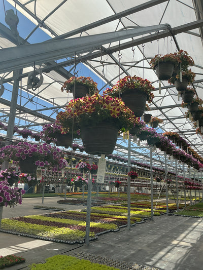 Petunia Amore Queen Of Hearts - 11" Hanging Basket