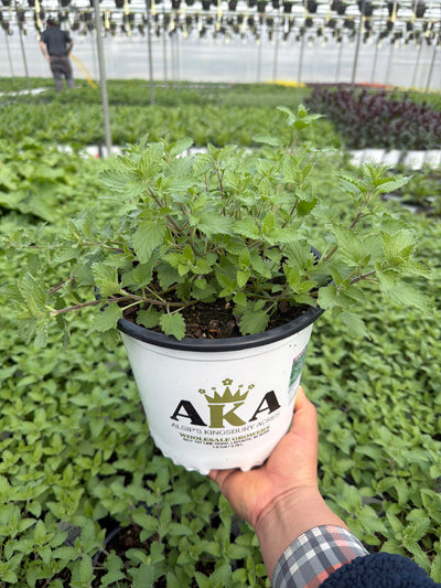 Nepeta Catmint Junior Walker