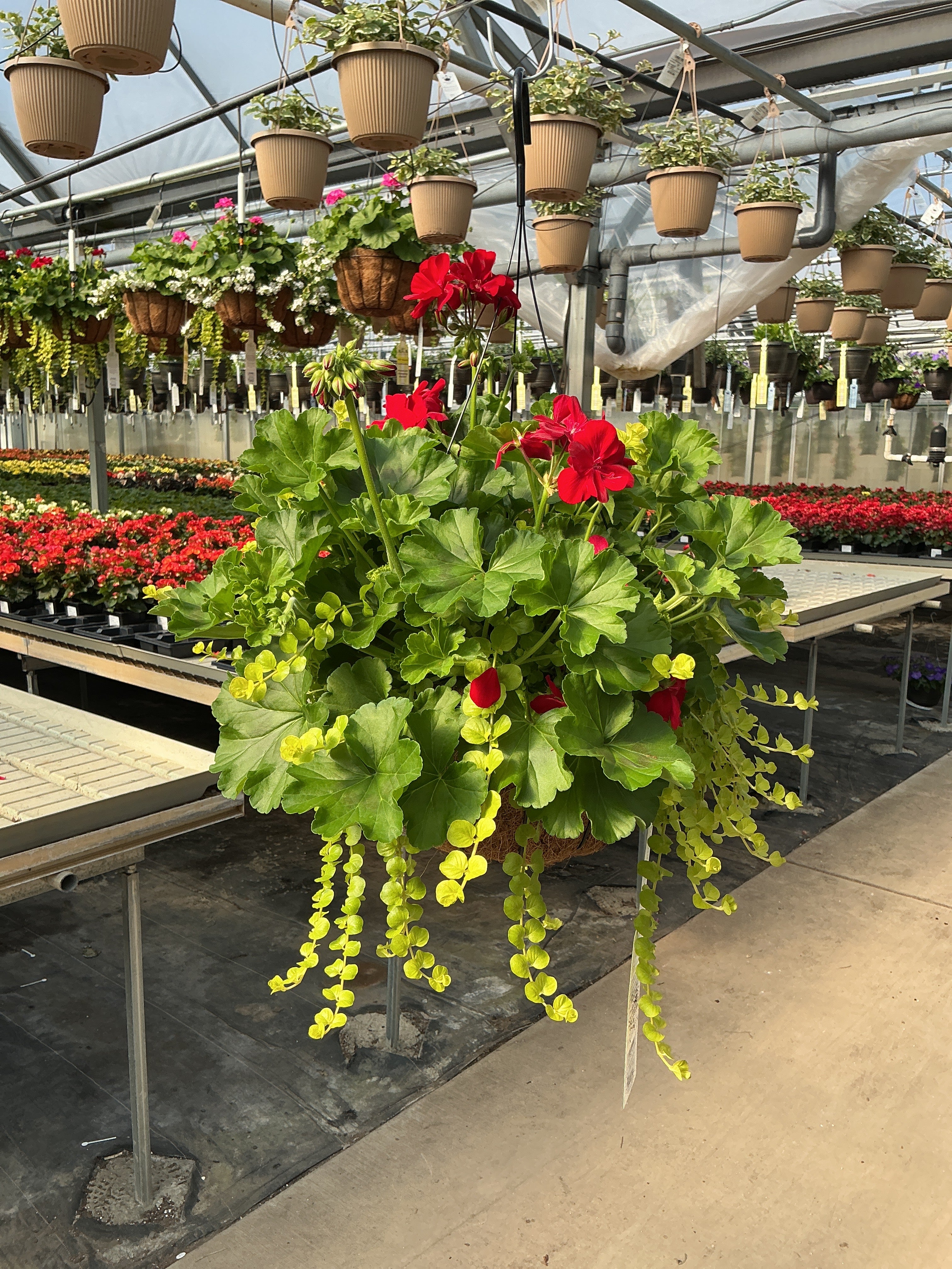 305 Geranium Shanrock - 12" Coco Hanging Basket