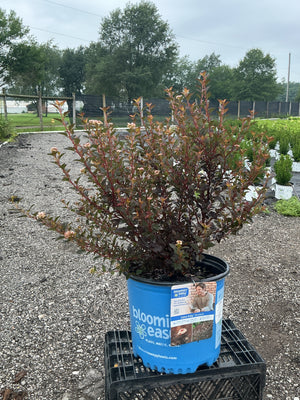 Physocarpus Ninebark Calico Kitty