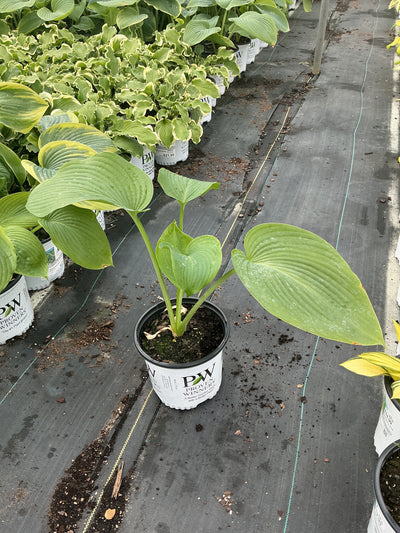 Hosta Plantain Lily Shadowland Wu-La-La
