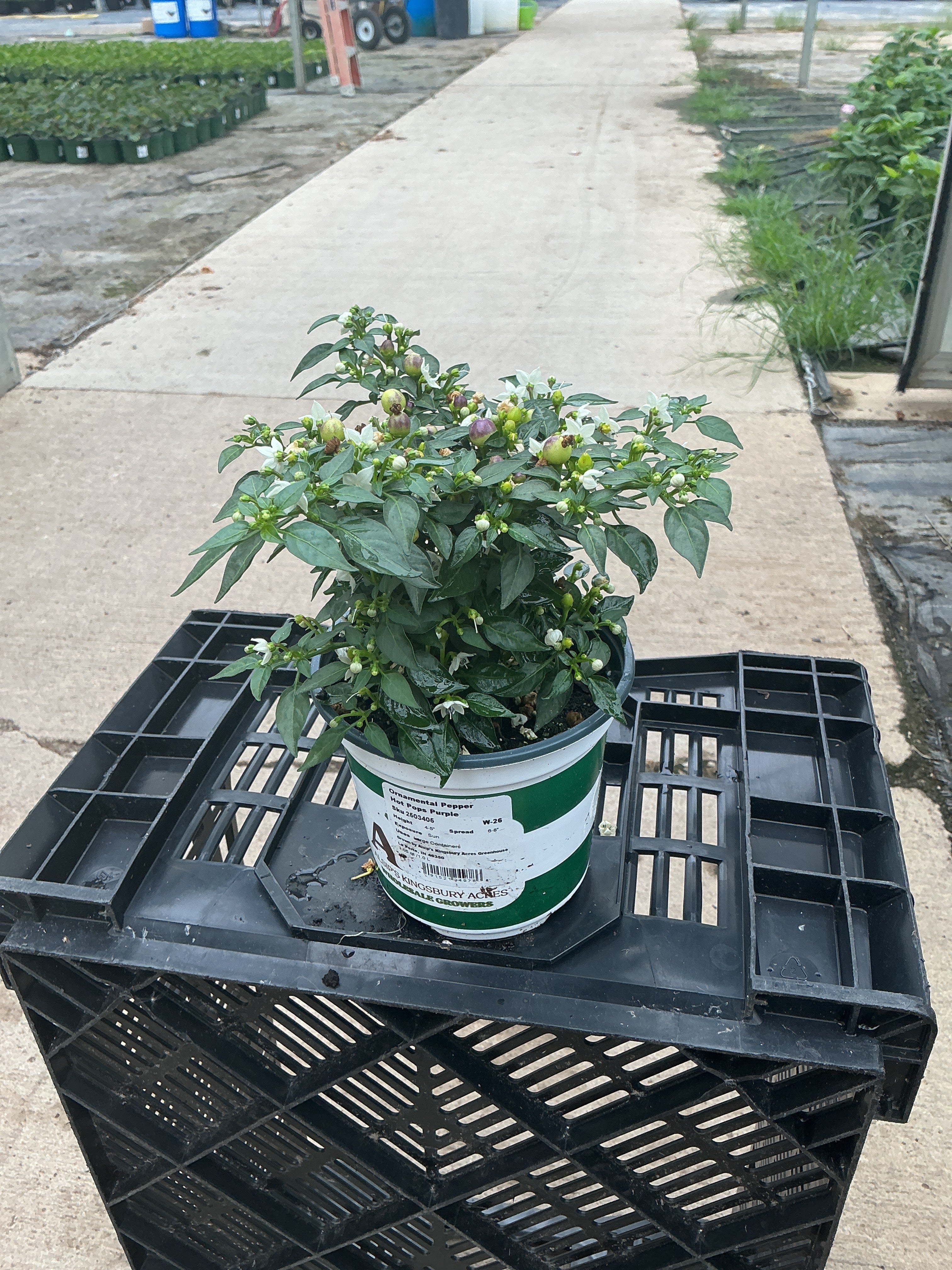 Hot Pops Purple Ornamental Pepper - 5" Fall Annuals