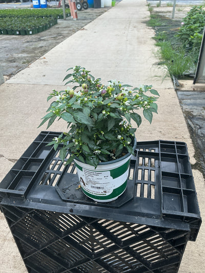 Hot Pops Purple Ornamental Pepper - 5" Fall Annuals