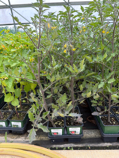 Tomato Mortgage Lifter - 4" Potted Vegetable