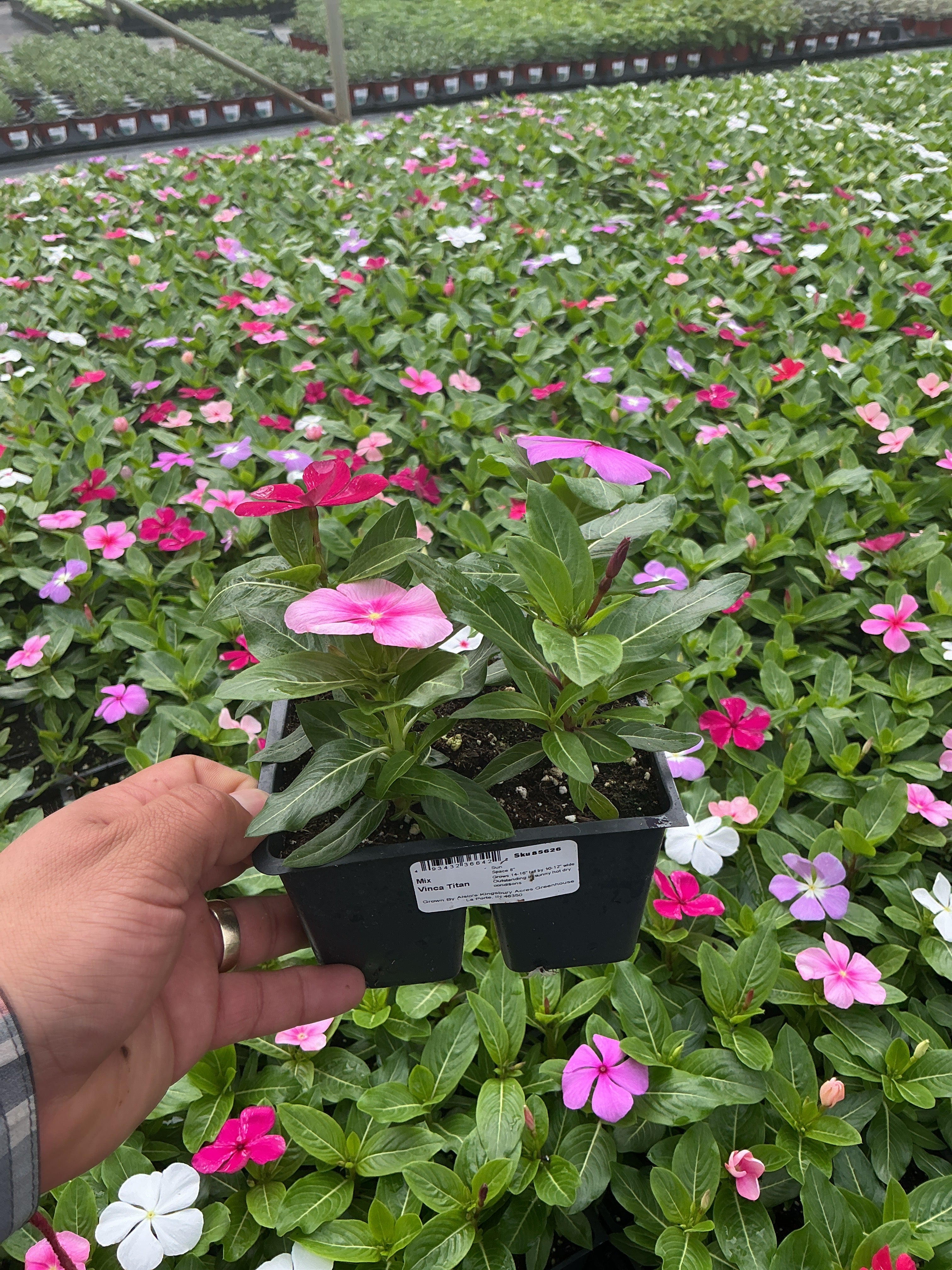 Vinca Titan Mix - 4 Pack Annual