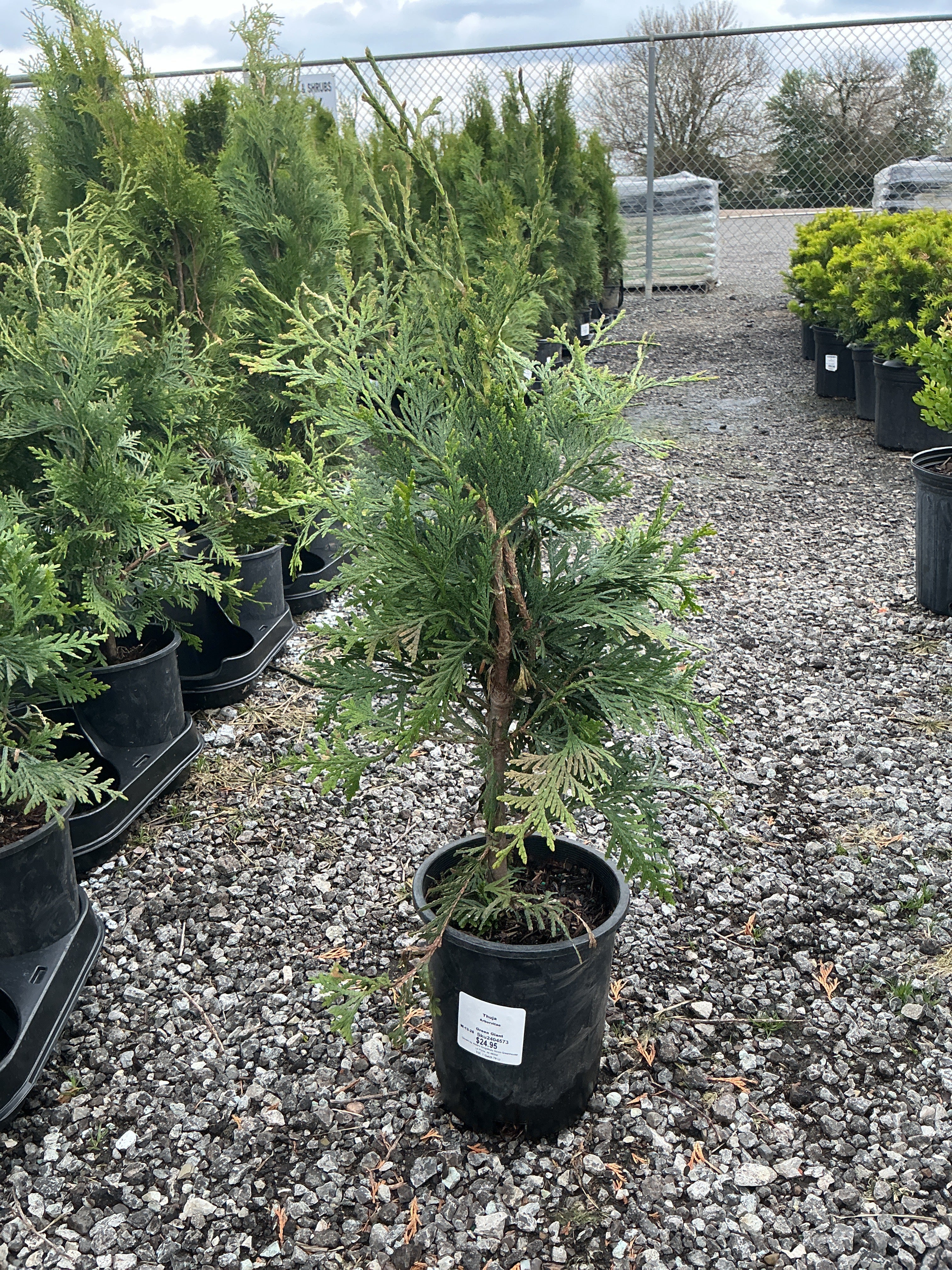 Arborvitae  Green Giant