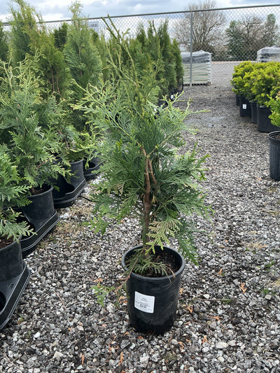 Arborvitae  Green Giant