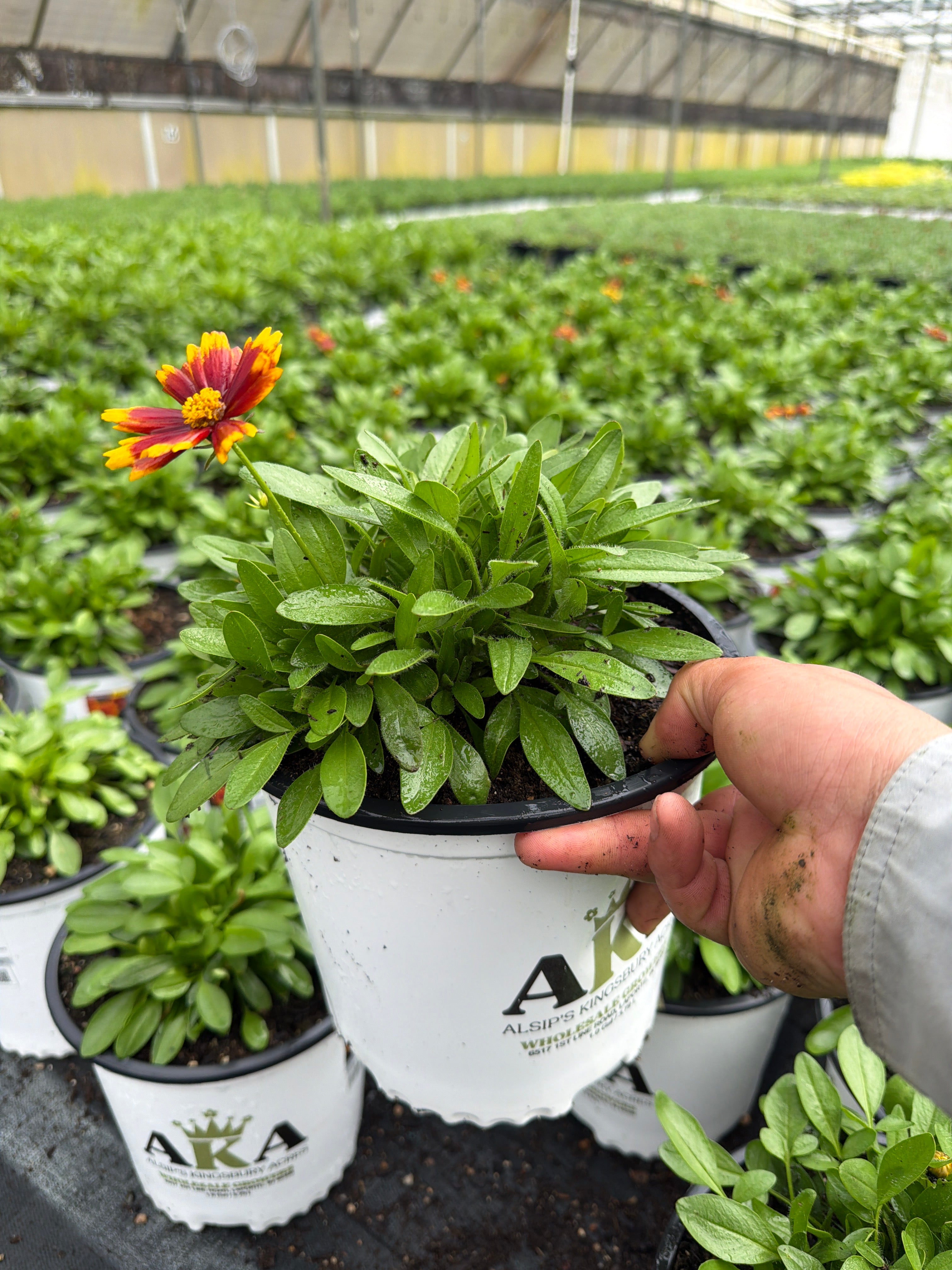 Coreopsis Tickseed Uptick Gold & Bronze