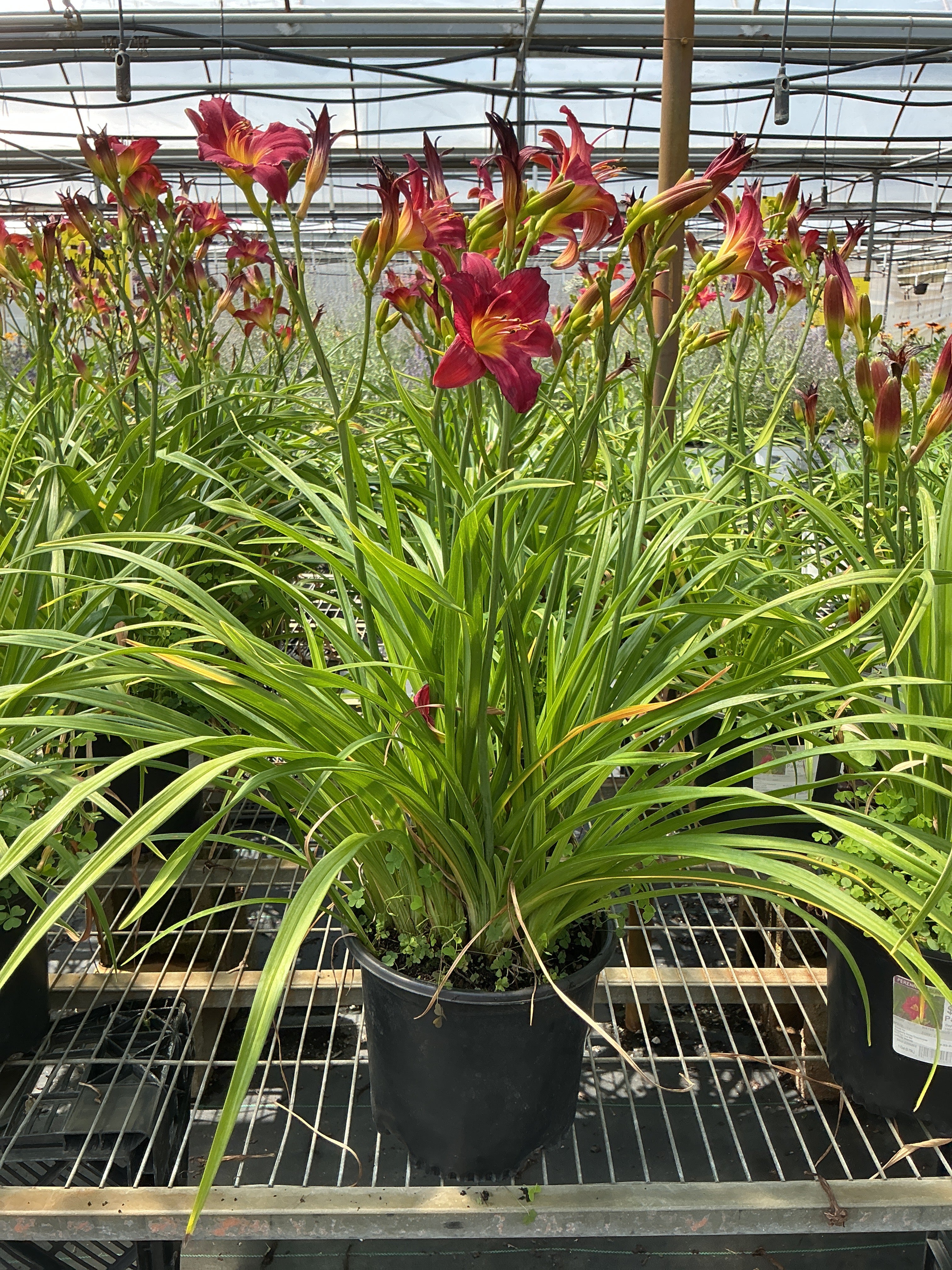 Hemerocallis Daylily Pardon Me