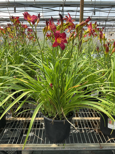 Hemerocallis Daylily Pardon Me