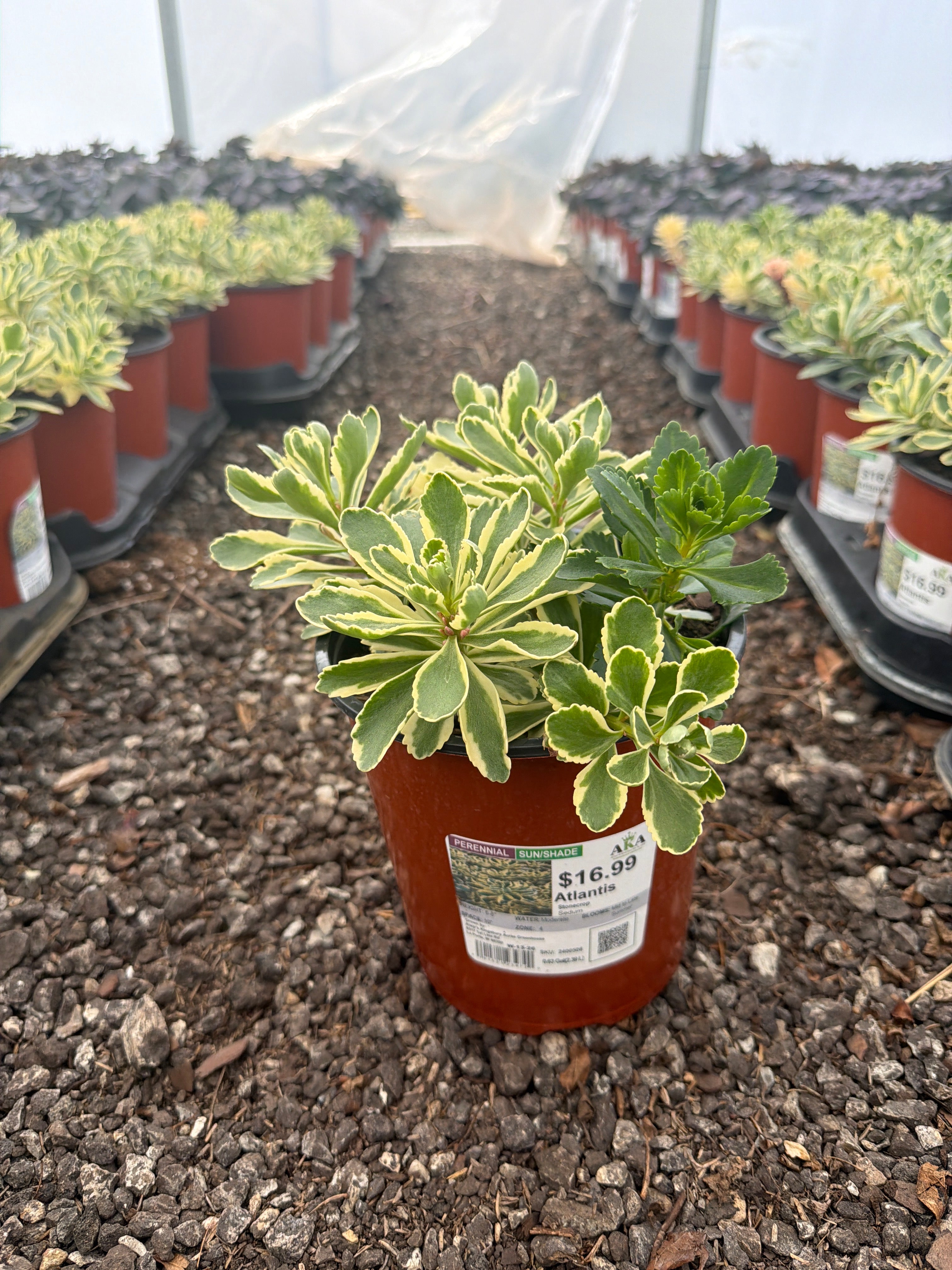 Sedum Stonecrop Atlantis - 6" Perennial