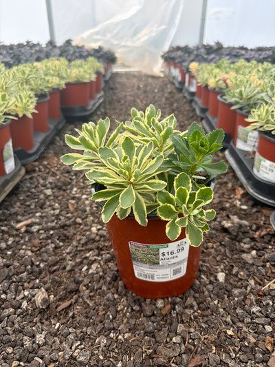 Sedum Stonecrop Atlantis - 6" Perennial