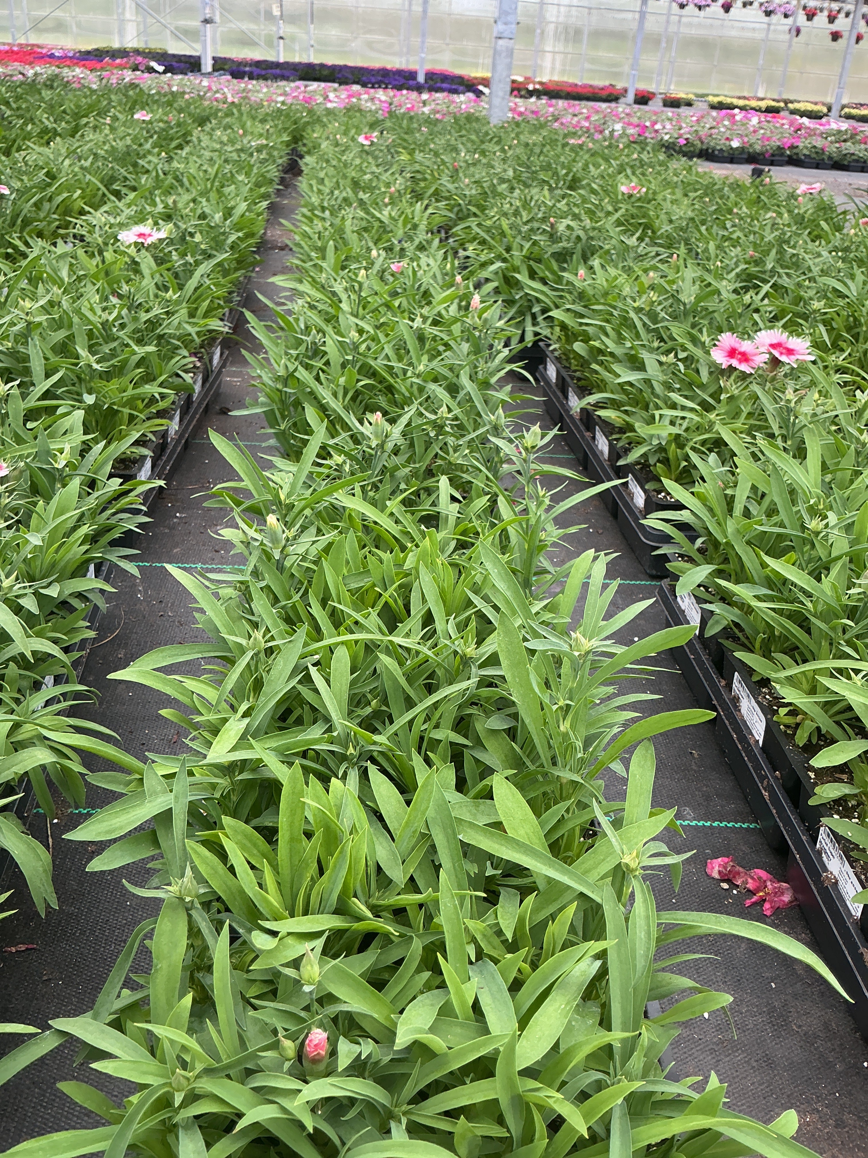 Dianthus Parfait Super Strawberry - 4 Pack Annual