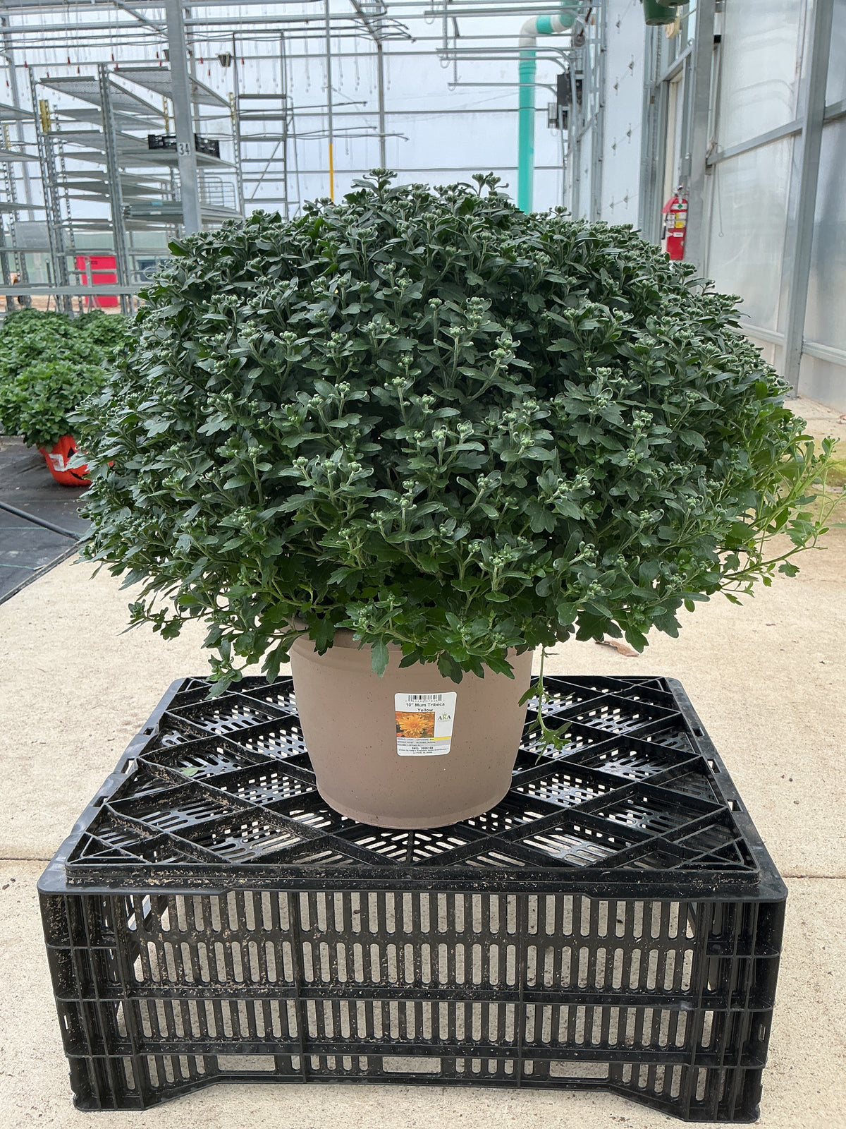Tribeca Yellow - 10" Deco Pot Garden Mum