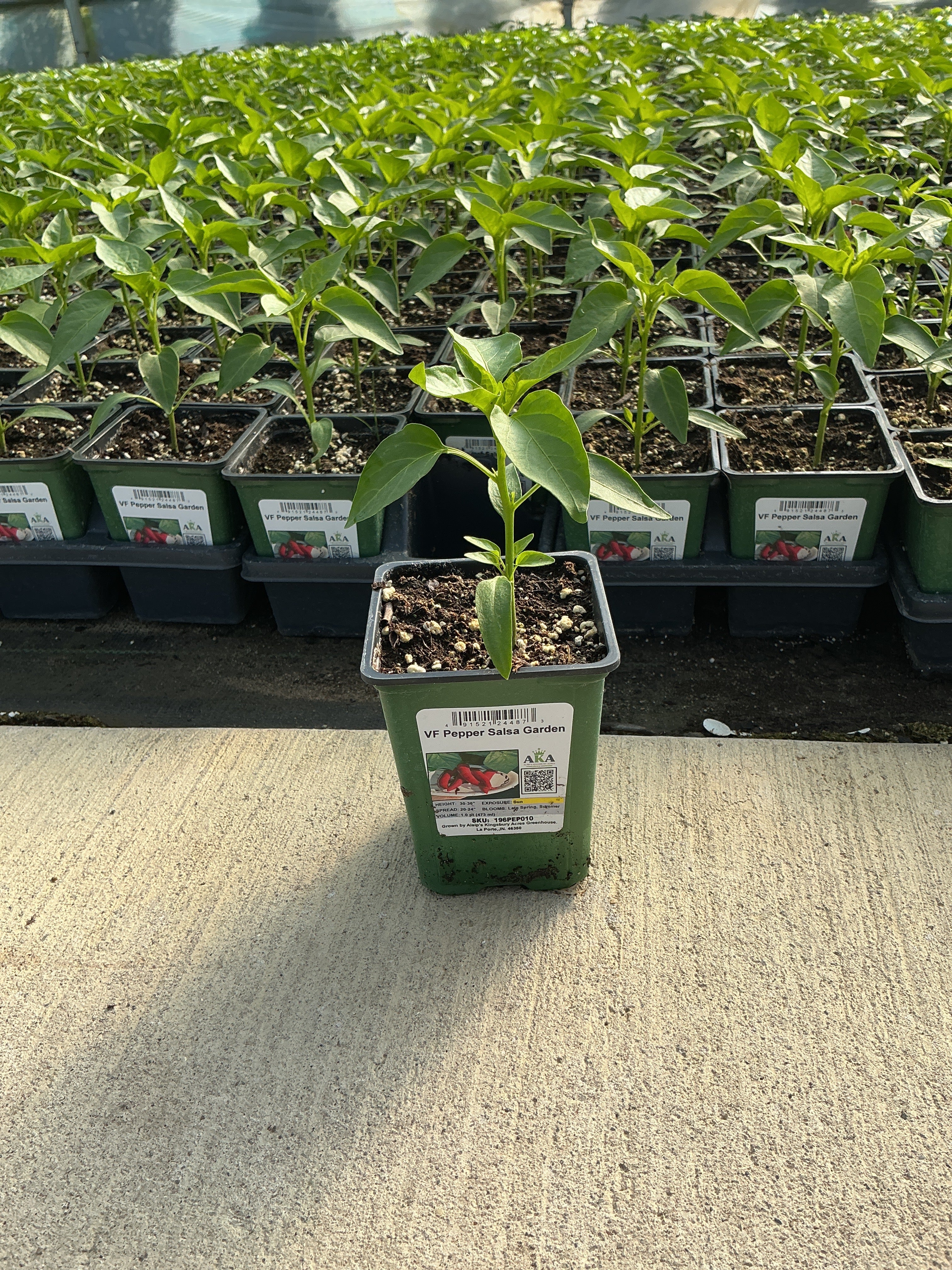 Pepper Salsa Garden - 4" Potted Vegetable