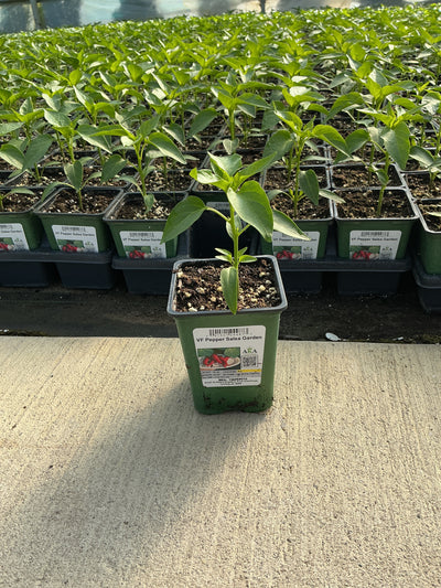 Pepper Salsa Garden - 4" Potted Vegetable