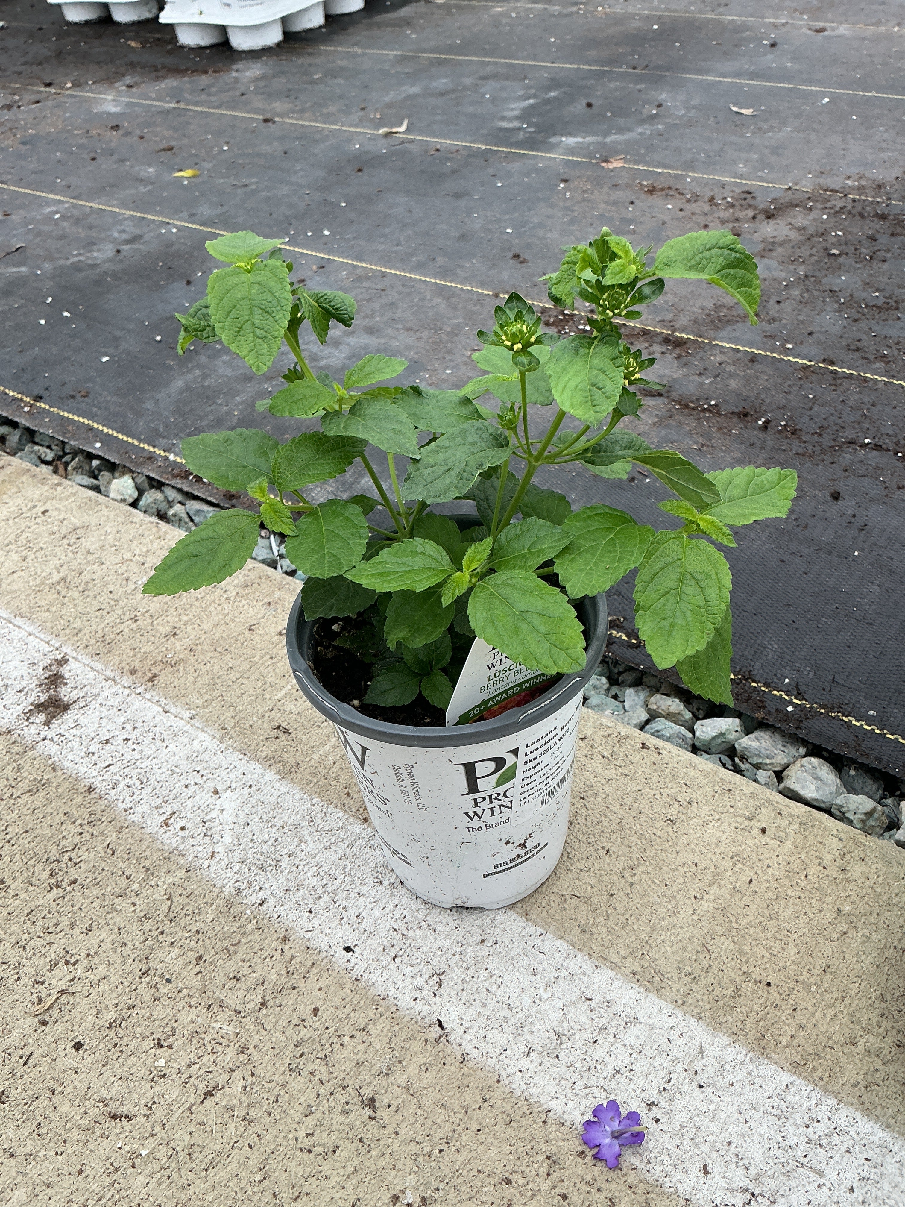 Lantana Luscious Berry Blend - 4.25" Proven Winners Annual