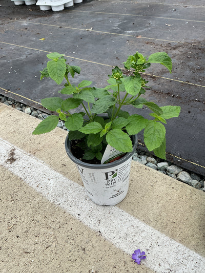 Lantana Luscious Berry Blend - 4.25" Proven Winners Annual
