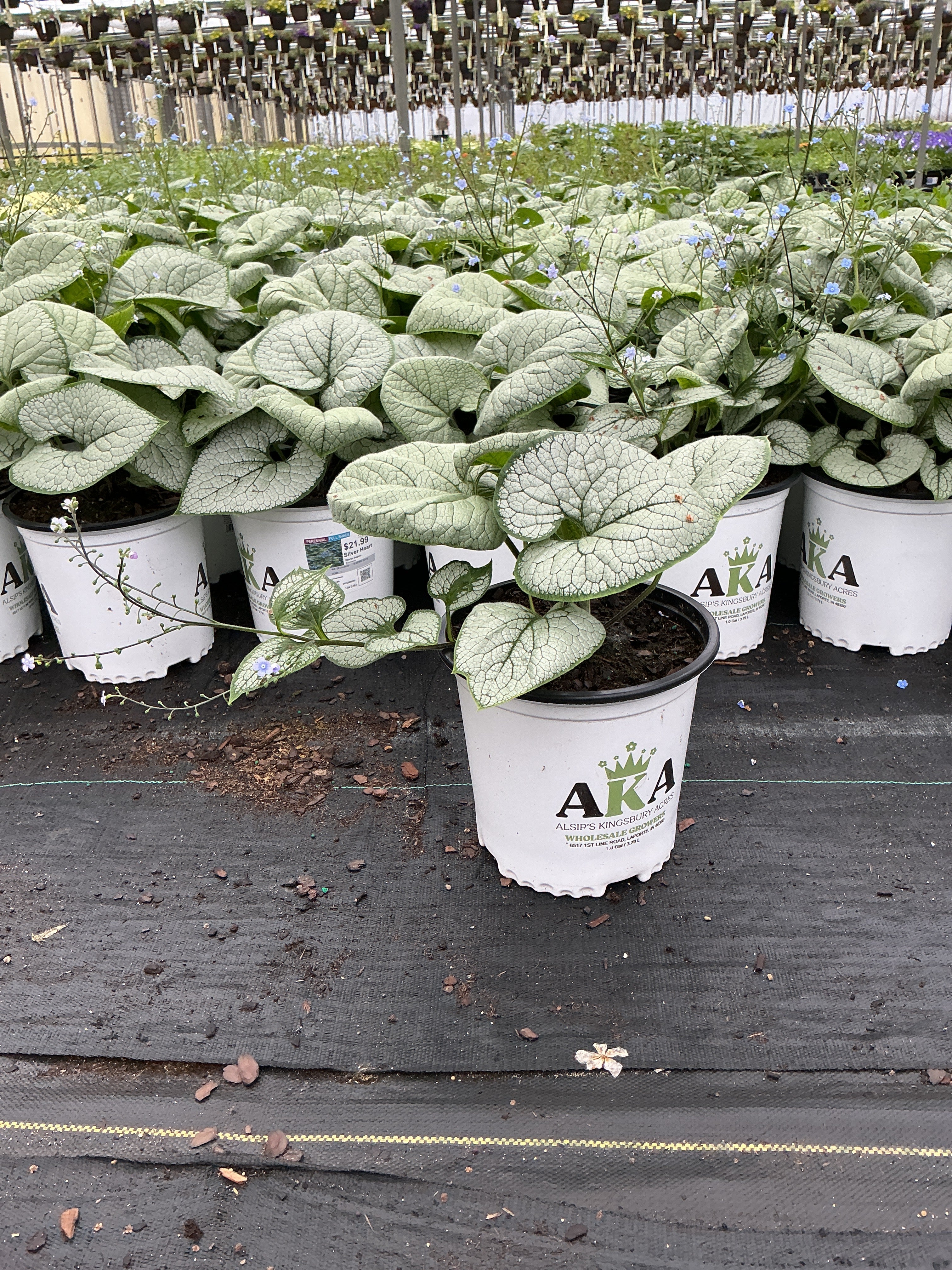Brunnera Siberian Bugloss Silver Heart