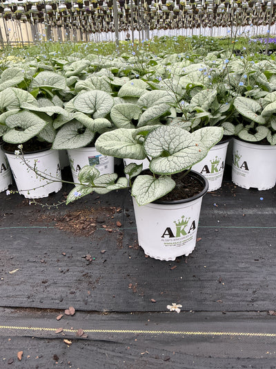 Brunnera Siberian Bugloss Silver Heart