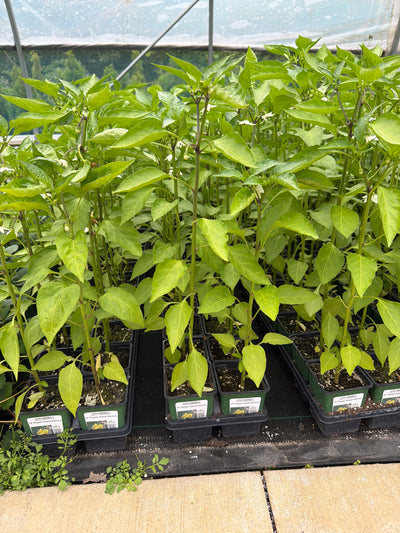 Pepper Sweet Banana - 4" Potted Vegetable