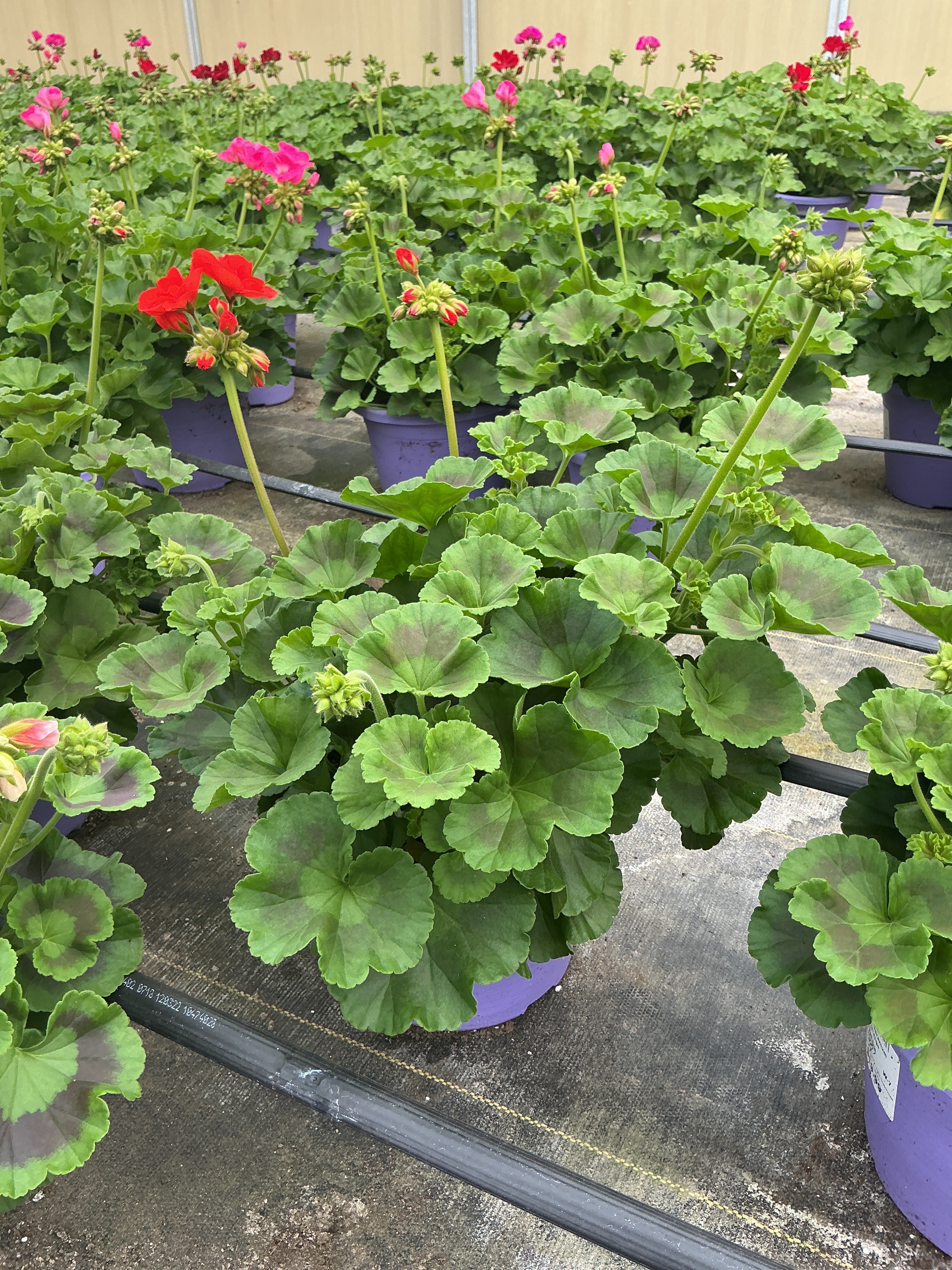 Geranium Dynamo Orange - 8" Planter