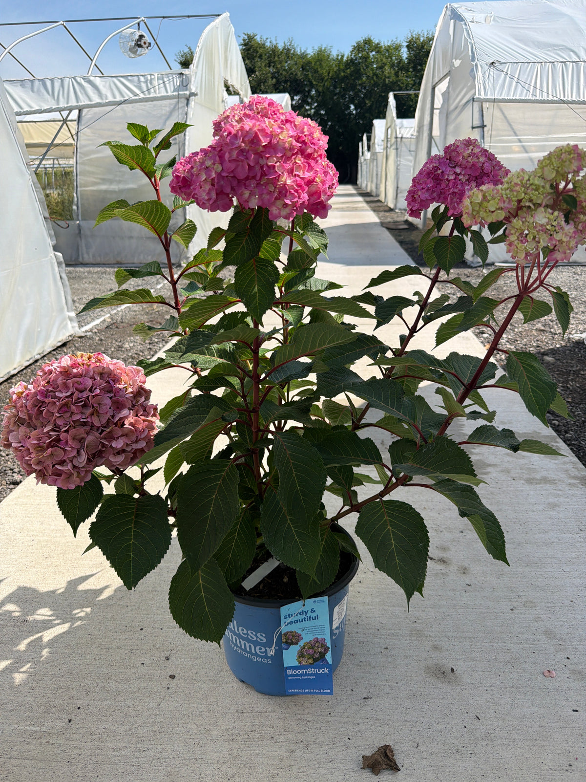 Hydrangea Endless Summer Bloomstruck