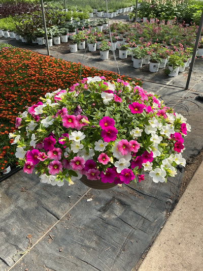 210 Calibrachoa Serendipity - 11" Hanging Basket