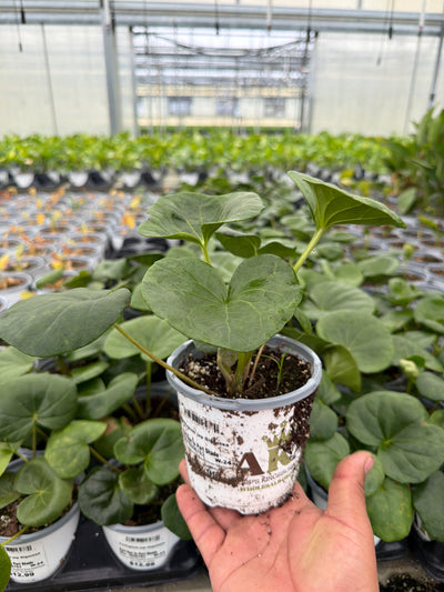 Giant Leopard Plant - Farfugium japonicum 'Giganteum' - 4" Pot