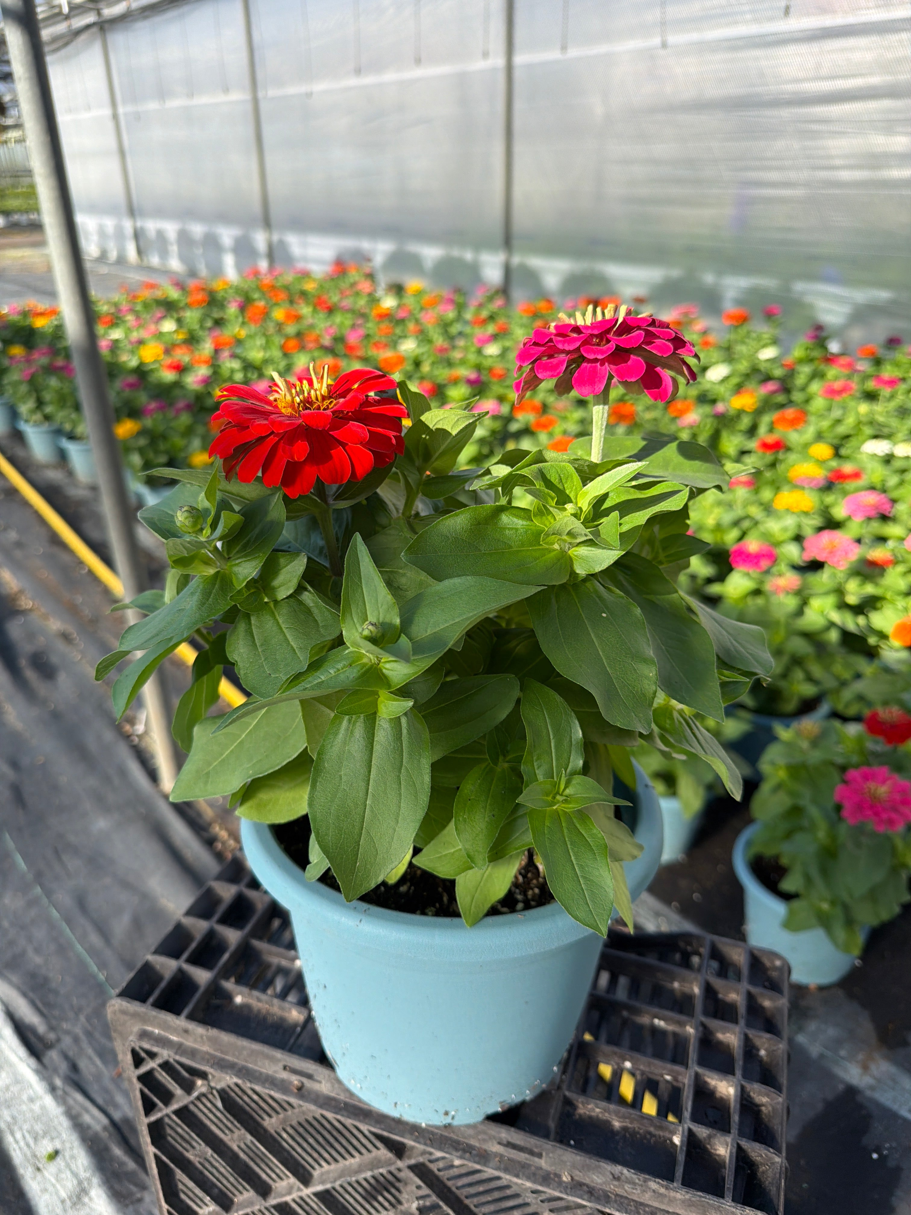 Zinna Magellan Mix   - 8" Planter