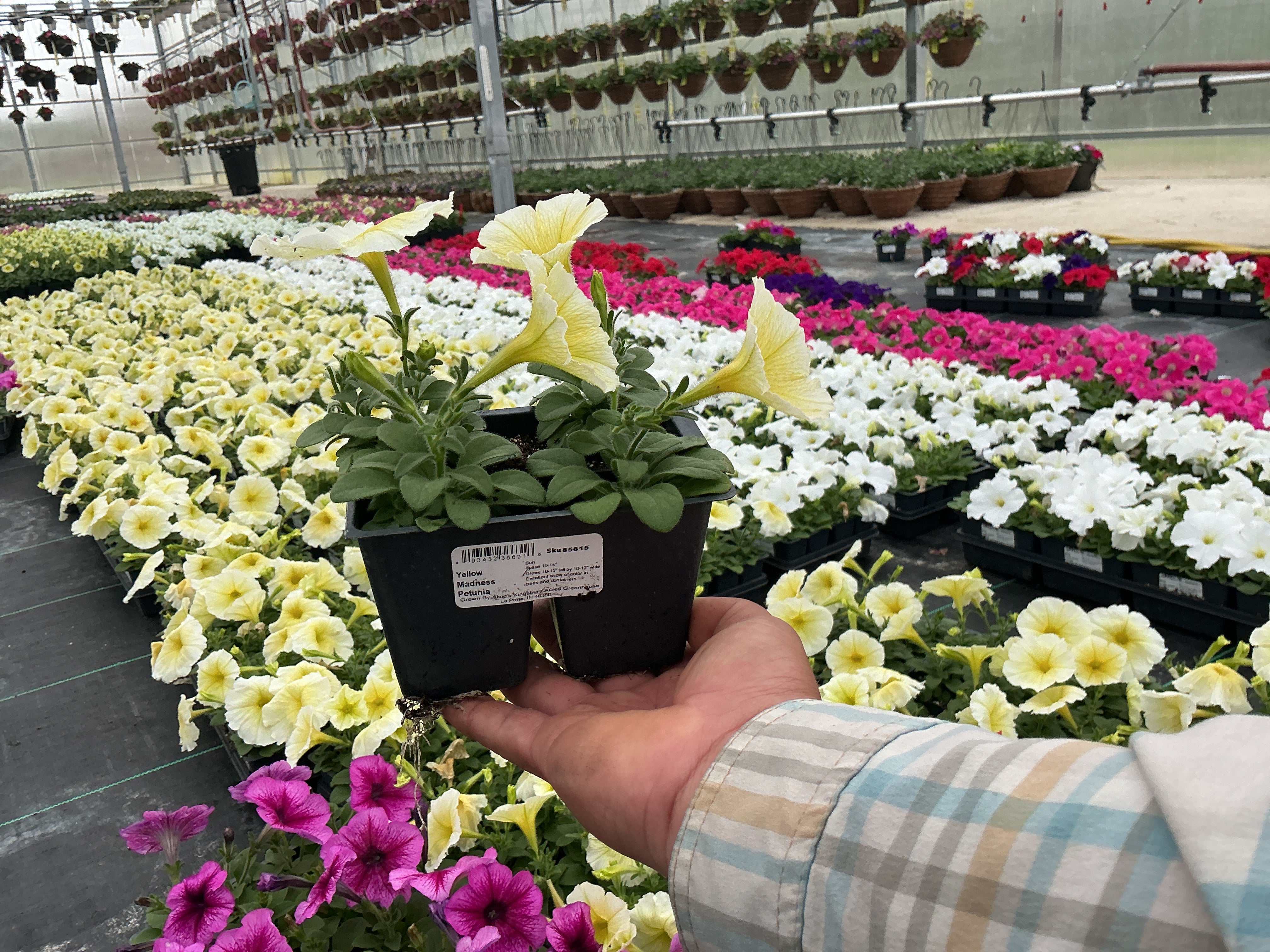 Petunia Madness Yellow - 4 Pack Annual