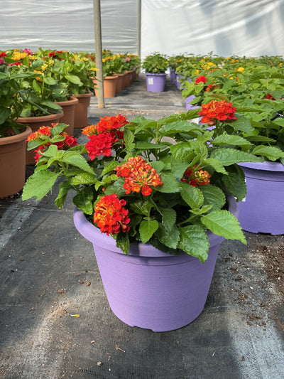 Lantana Shamrock Red - 8" Planter