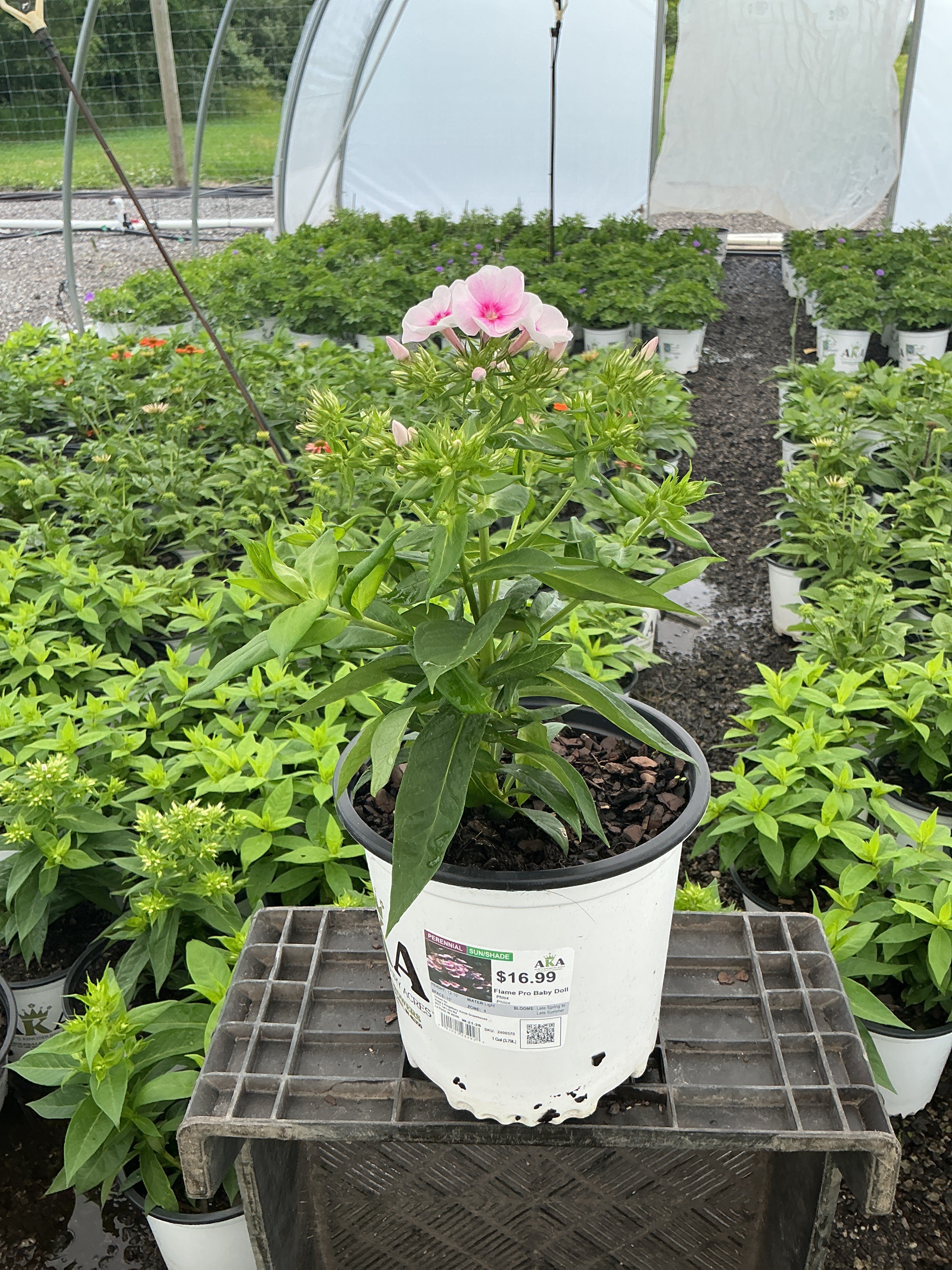 Phlox Garden Phlox Flame Pro Baby Doll