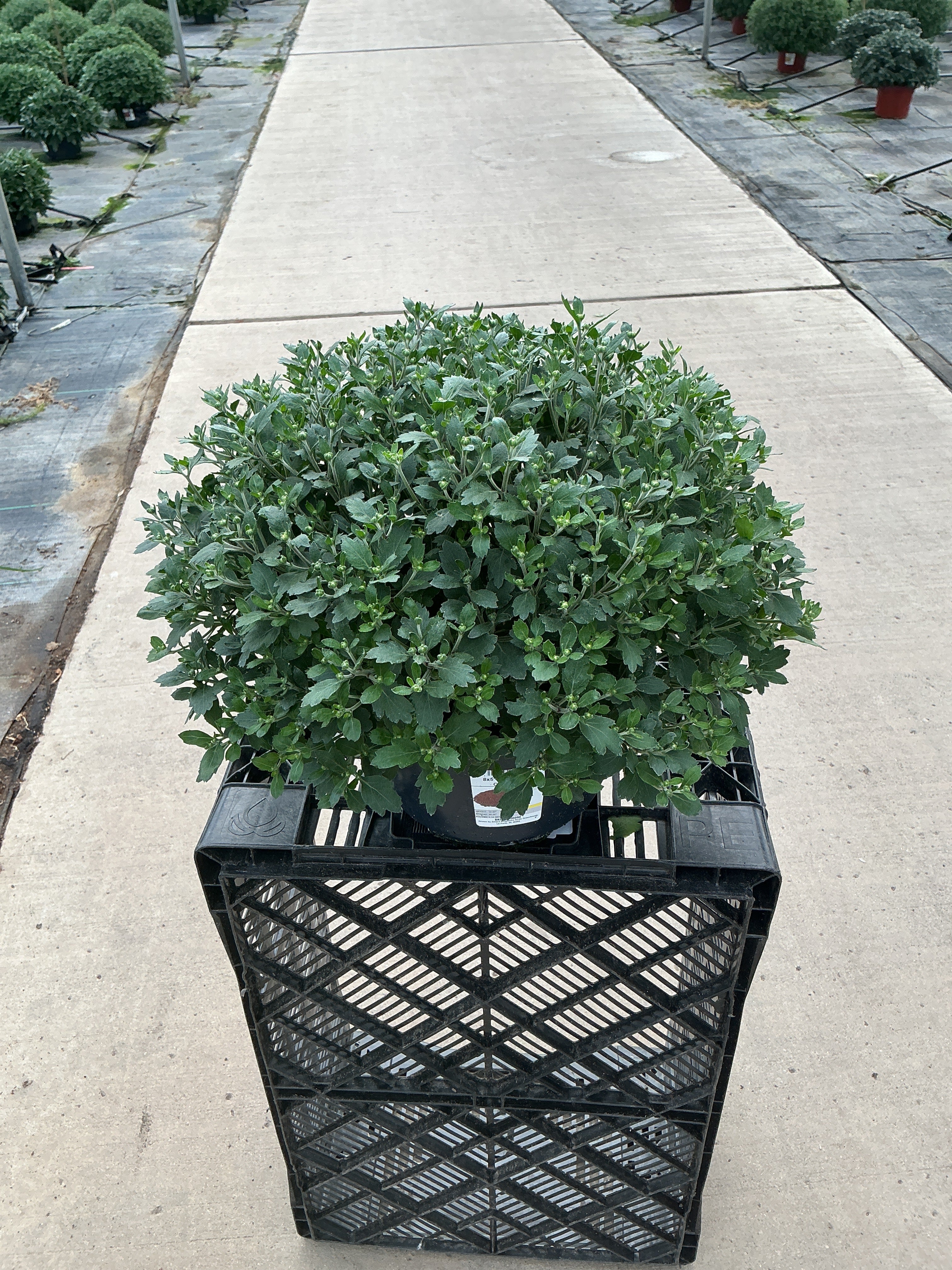Cheer Red - 8"x5" Potted Garden Mum