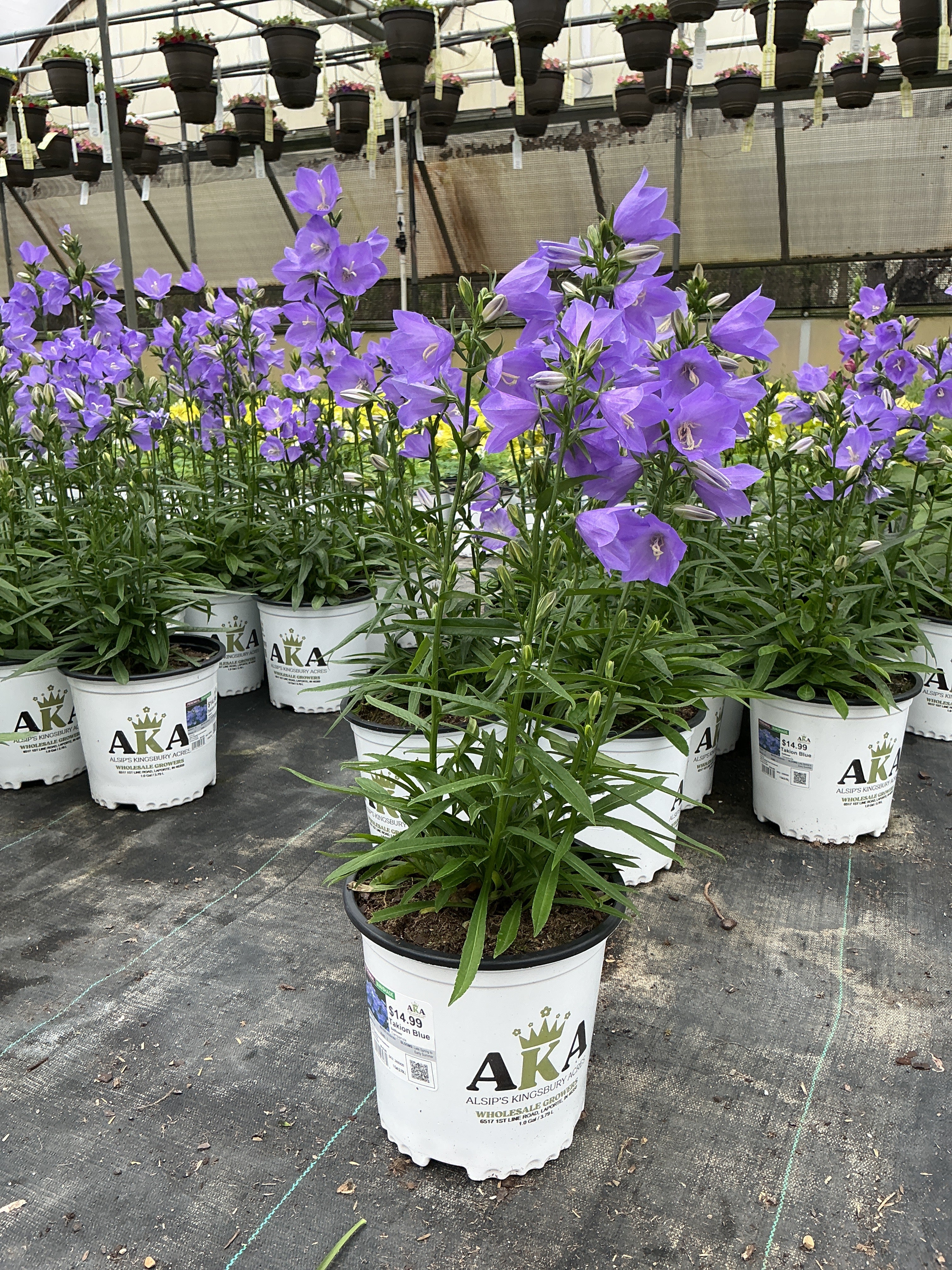 Campanula Bellflower Takion Blue