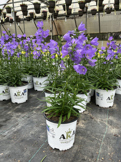 Campanula Bellflower Takion Blue
