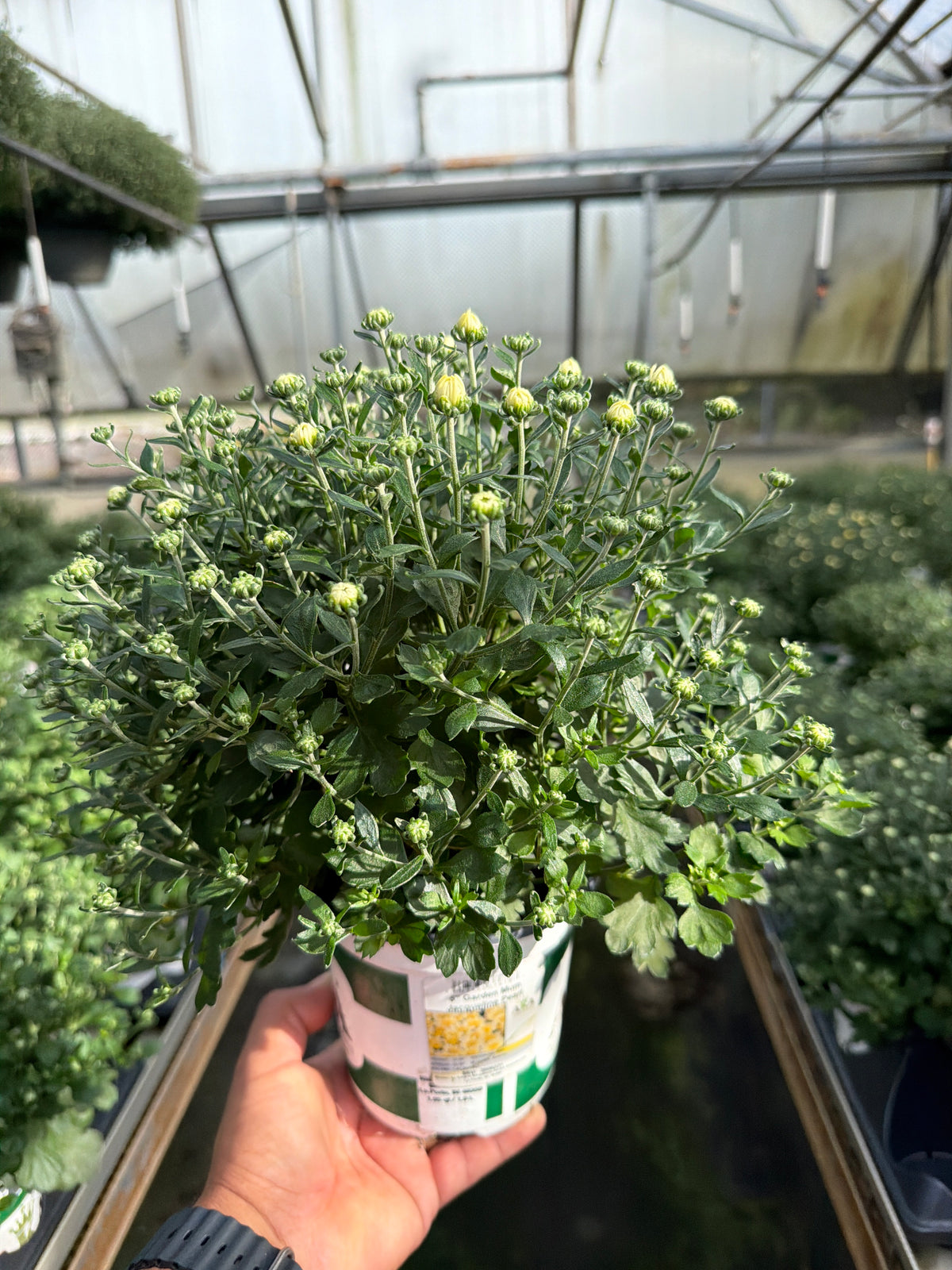 Jacqueline Pearl - 5" Potted Garden Mum