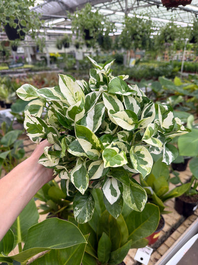 Pothos N’ Joy - Epipremnum aureum - 6” Potted Houseplant